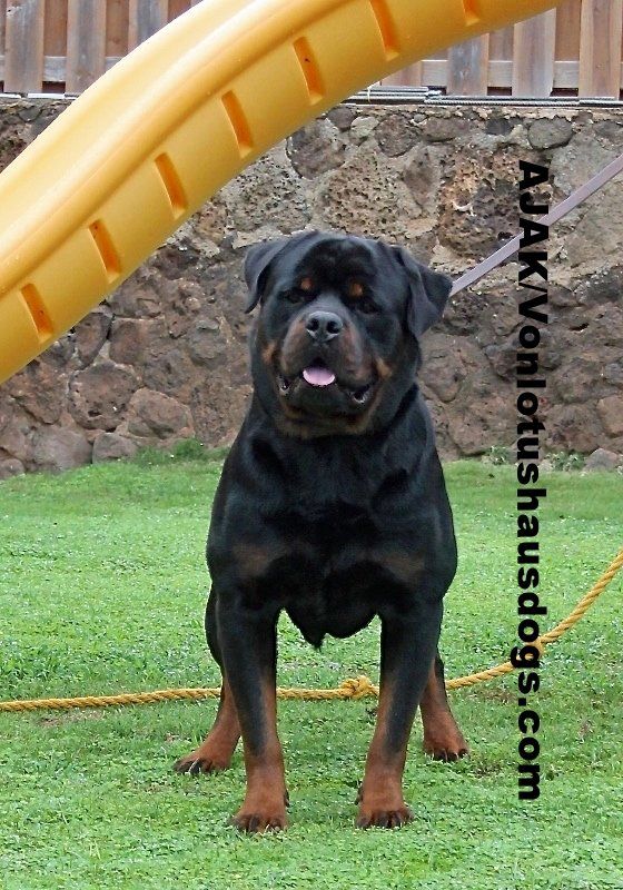 Sire — Kailua, HI — Von Lotus Haus Dogs