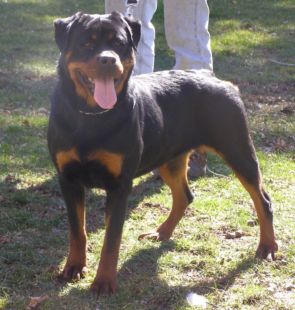 Maluhia — Kailua, HI — Von Lotus Haus Dogs