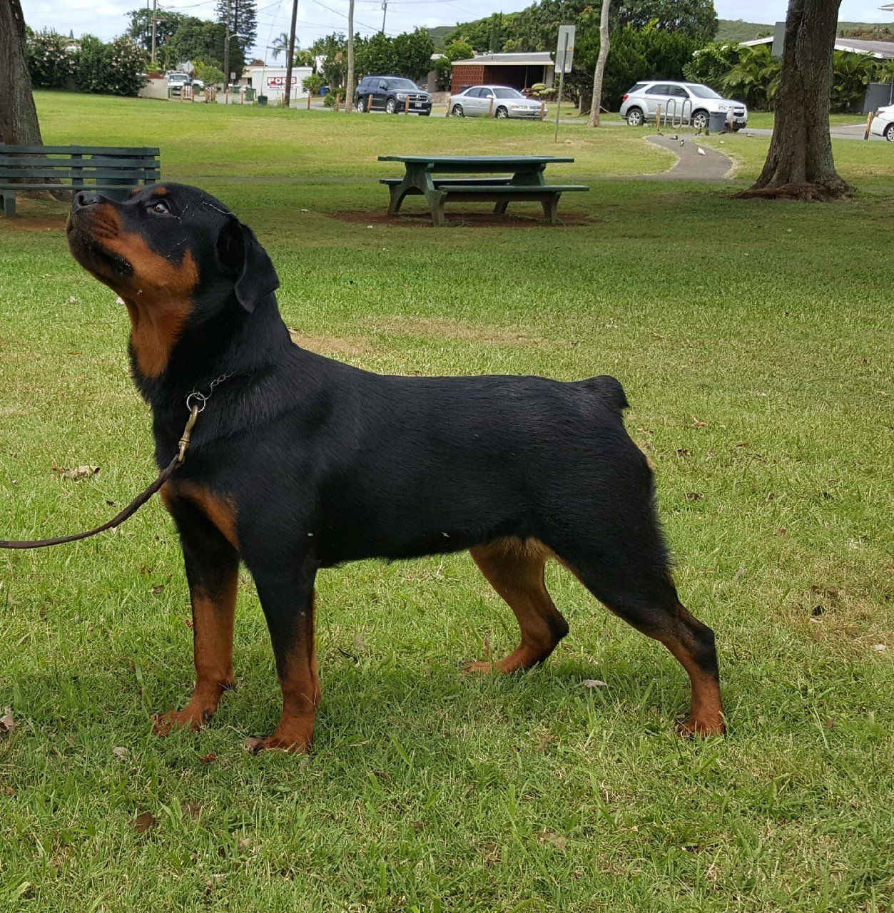 Happy dog — Kailua, HI — Von Lotus Haus Dogs