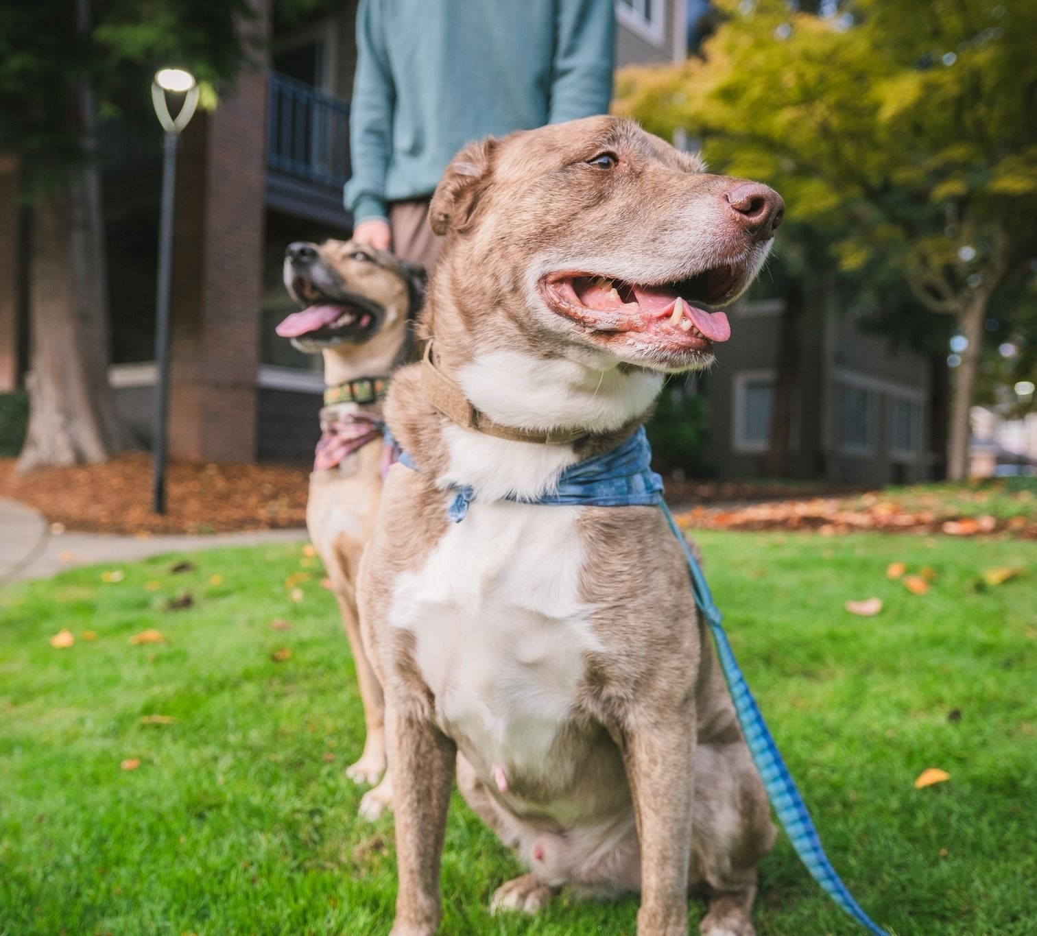 PAWS: Pet Appreciation With Sequoia