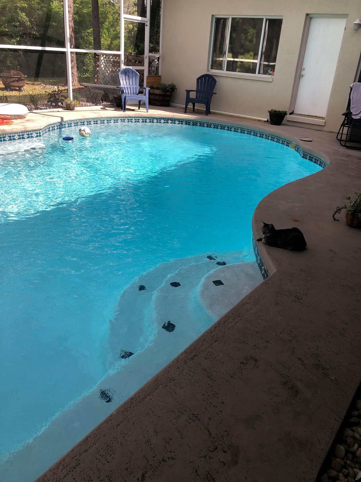 Swimming pool with steps, blue water, two cats on the deck, sunny patio setting.