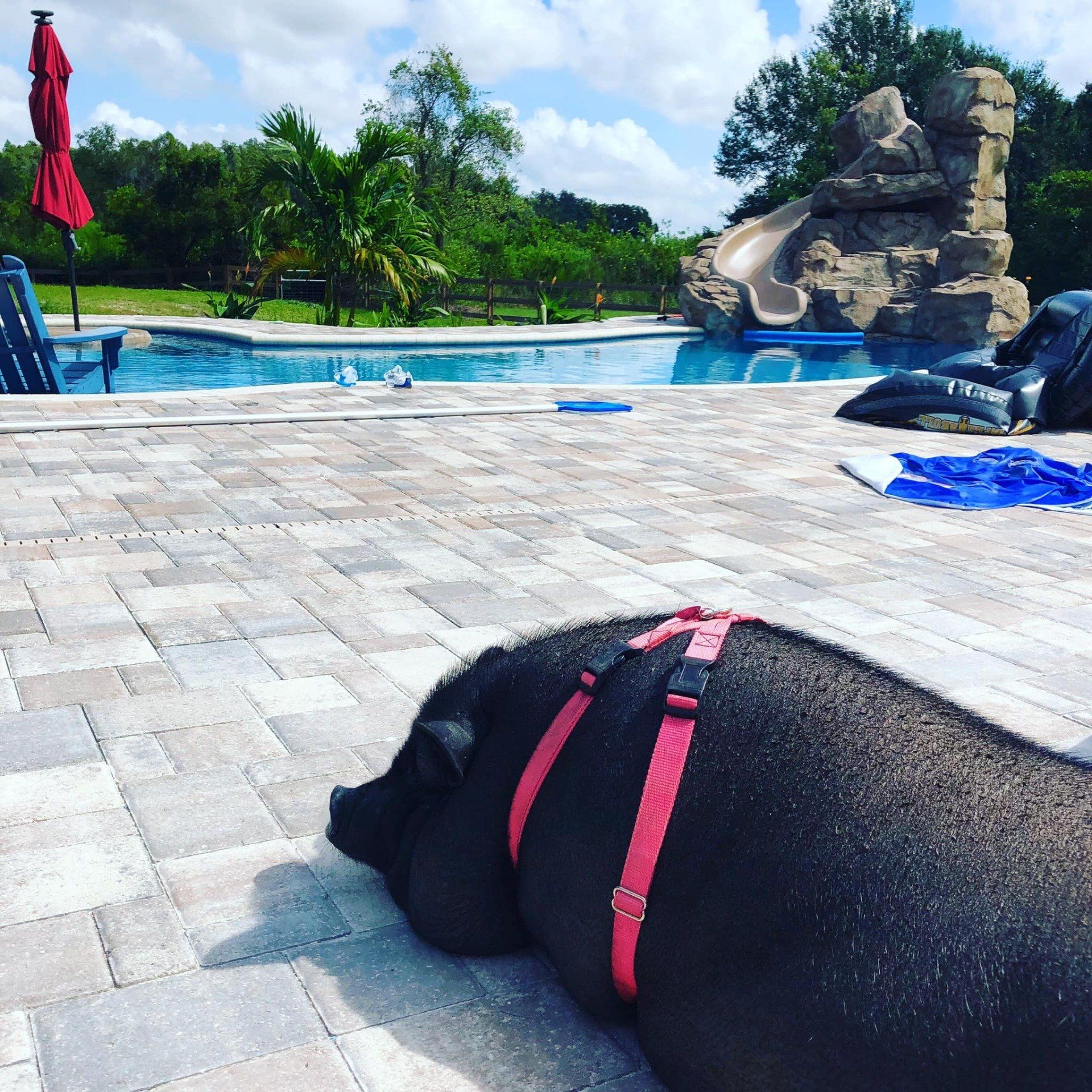 A black pig wearing a pink harness sunbathing by a pool with a slide in a sunny outdoor setting.