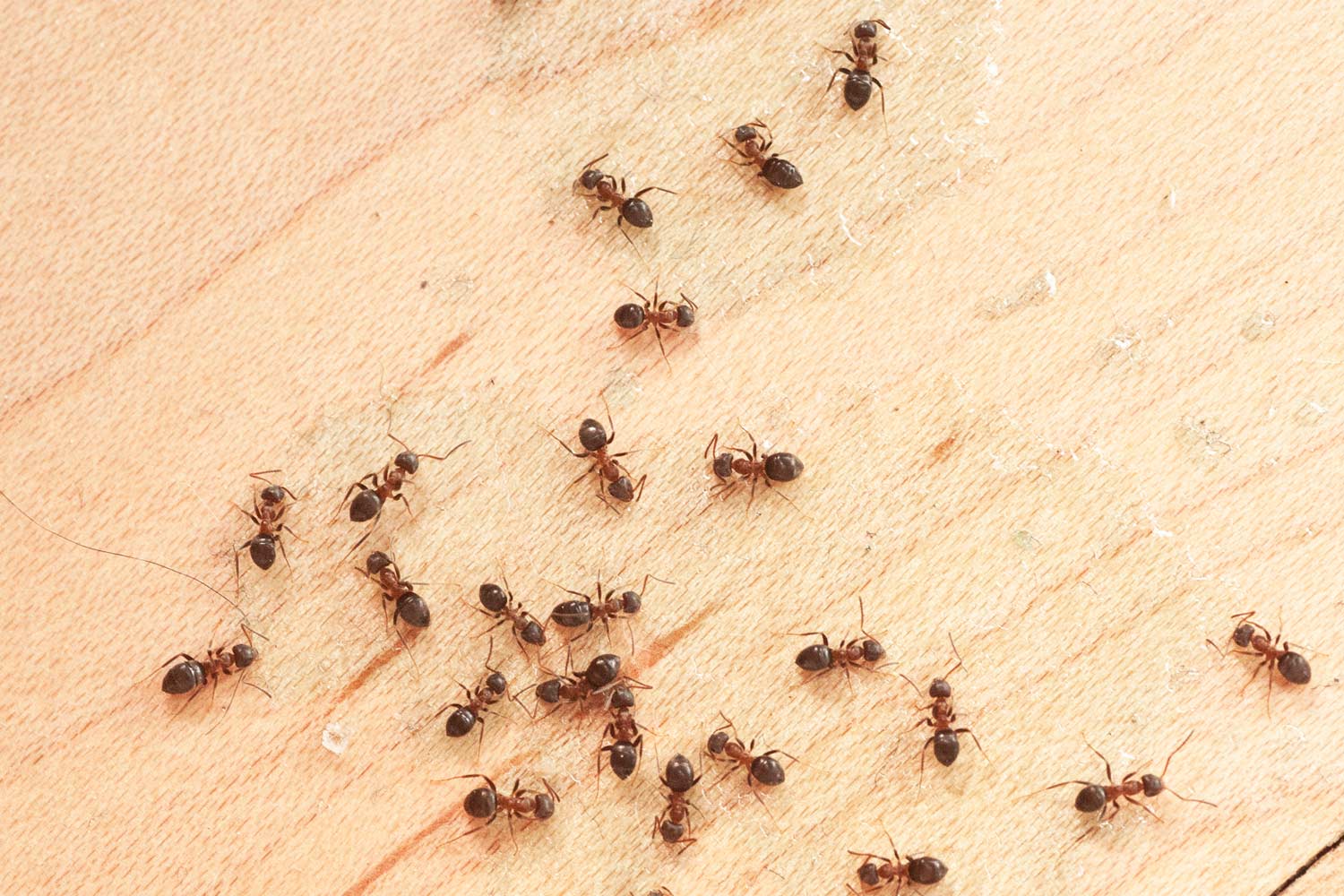 Pest Control Services Naples, FL Kish Pest Solution