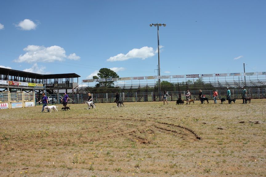 A group of people are walking dogs in a field.