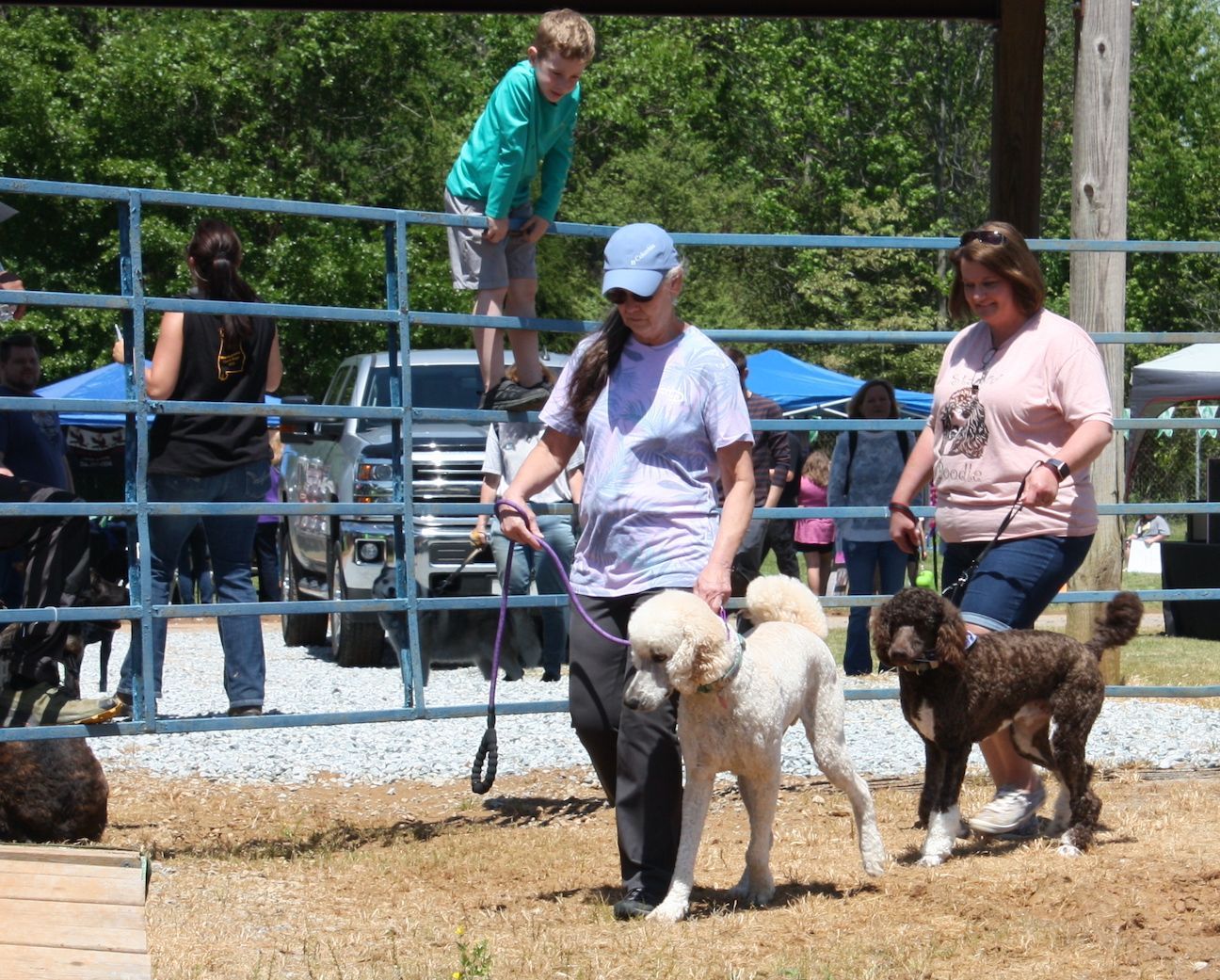 A woman is walking two dogs while a boy stands on a fence.