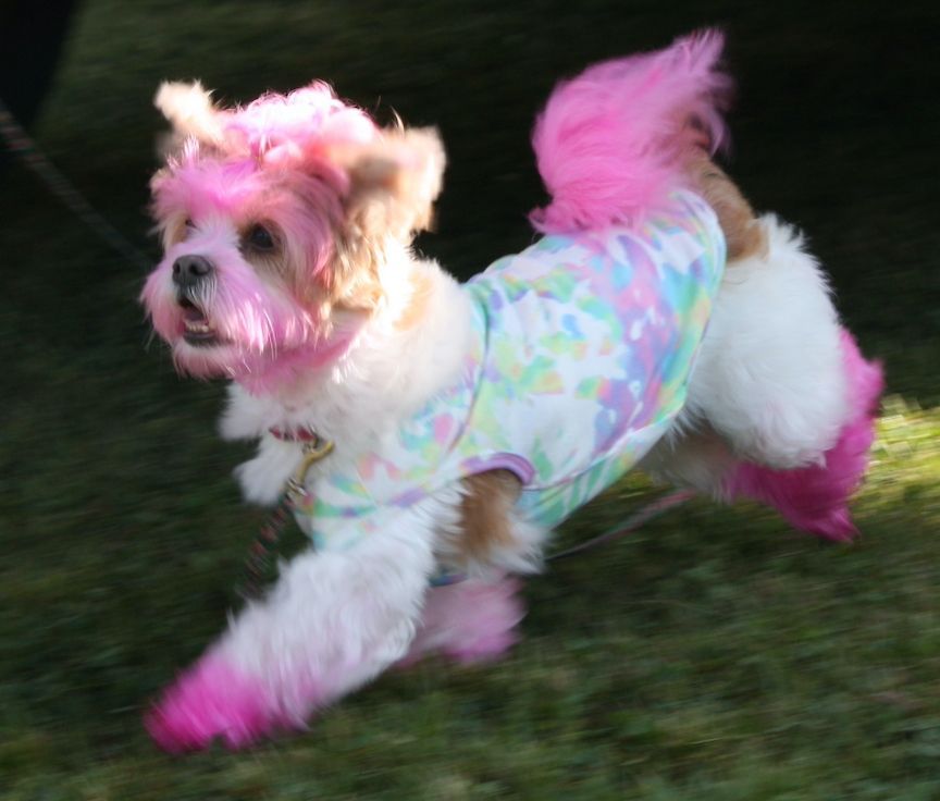 A small brown and white dog with pink hair is running on the grass