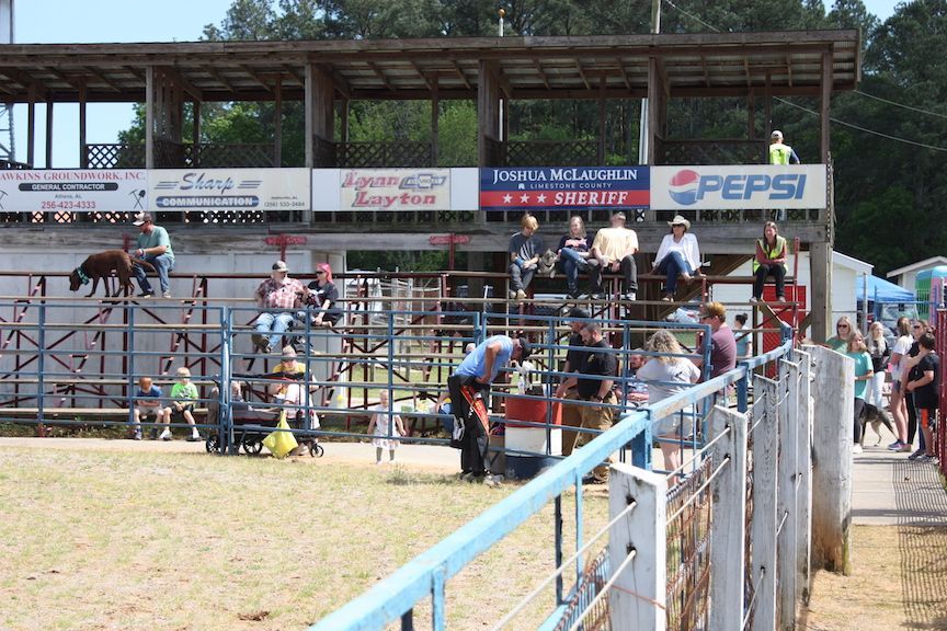 People are watching a rodeo with a pepsi sign above them