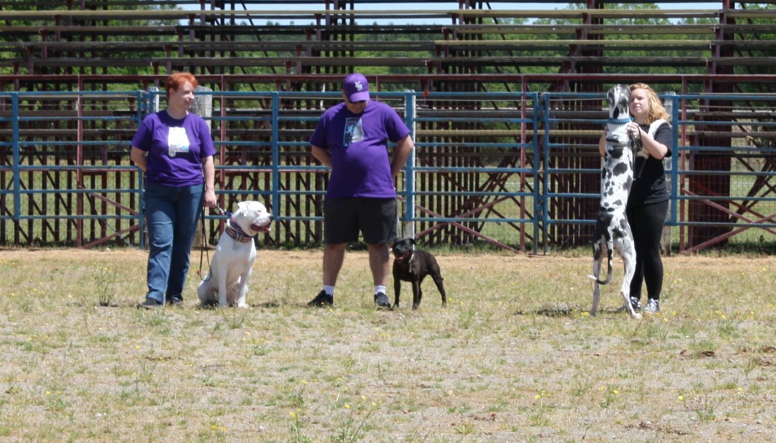 A group of people are standing in a field with their dogs.