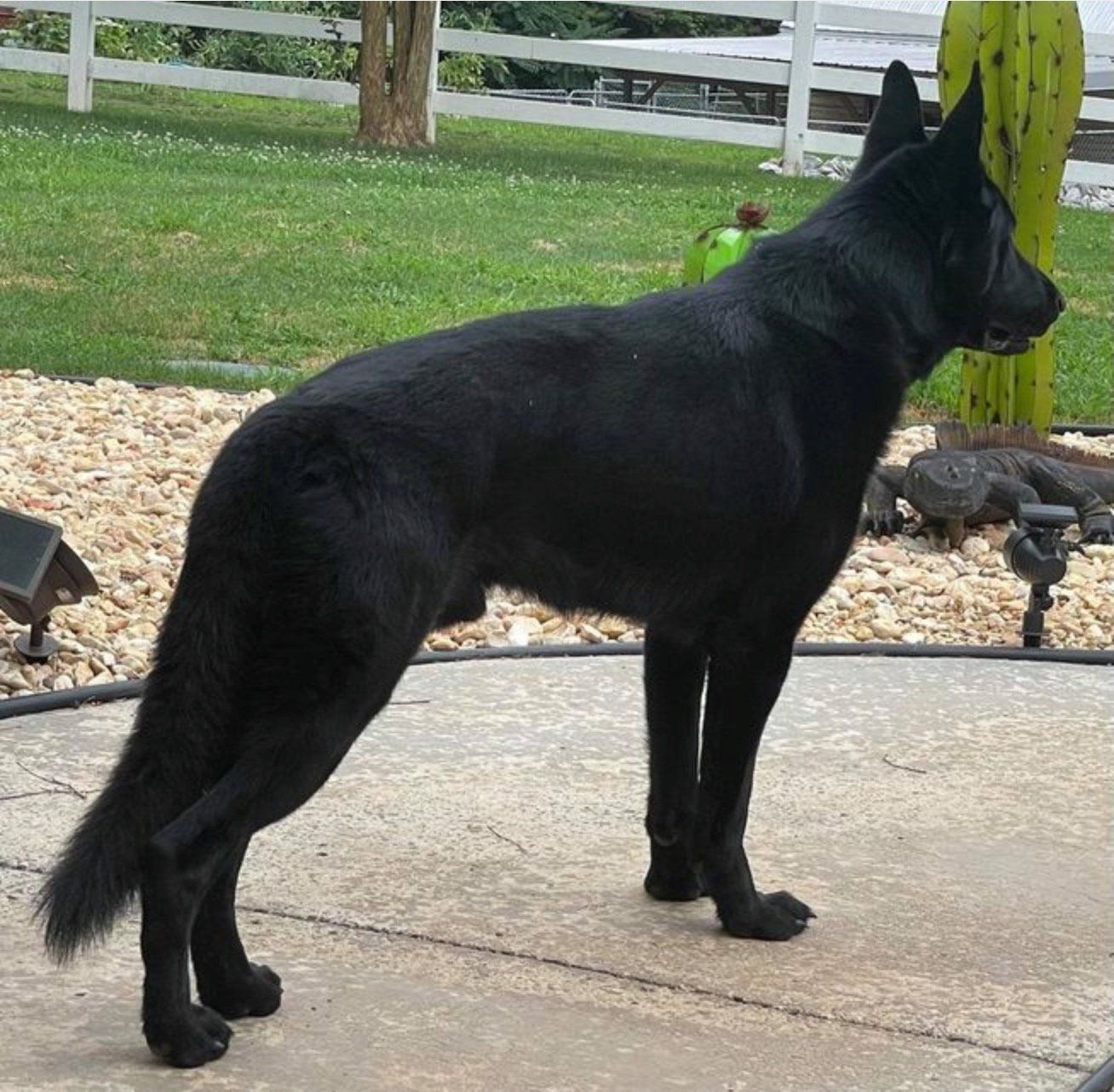 A black dog standing on a sidewalk in front of a fence