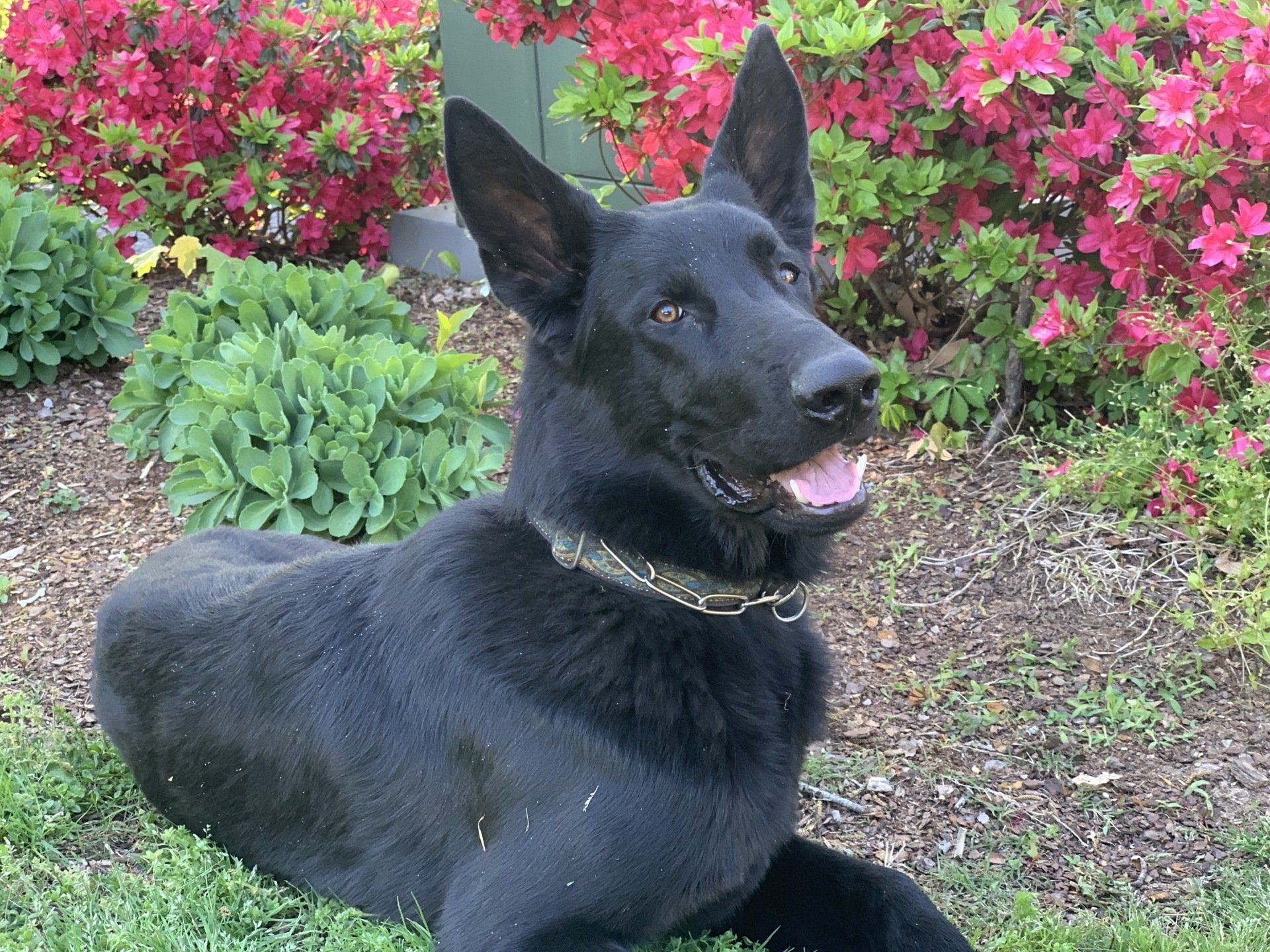 A black dog is laying in the grass with flowers in the background