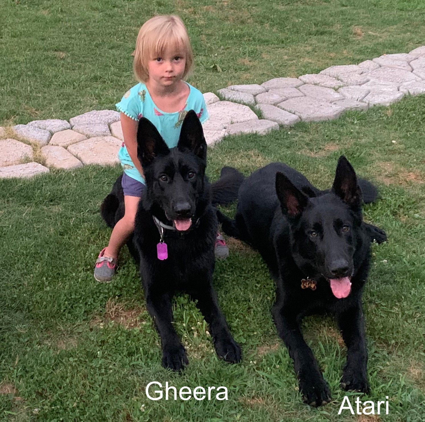 A little girl is sitting on the back of two black dogs.