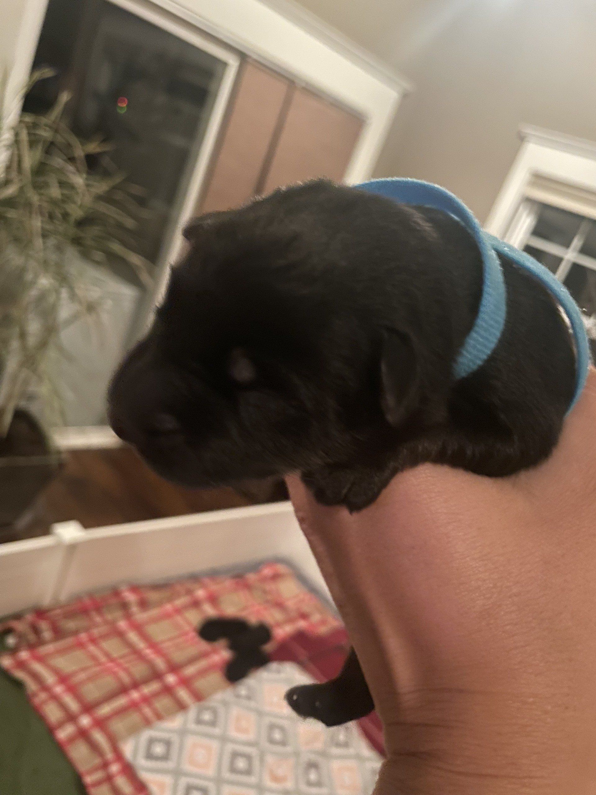 A person is holding a black puppy with a blue collar