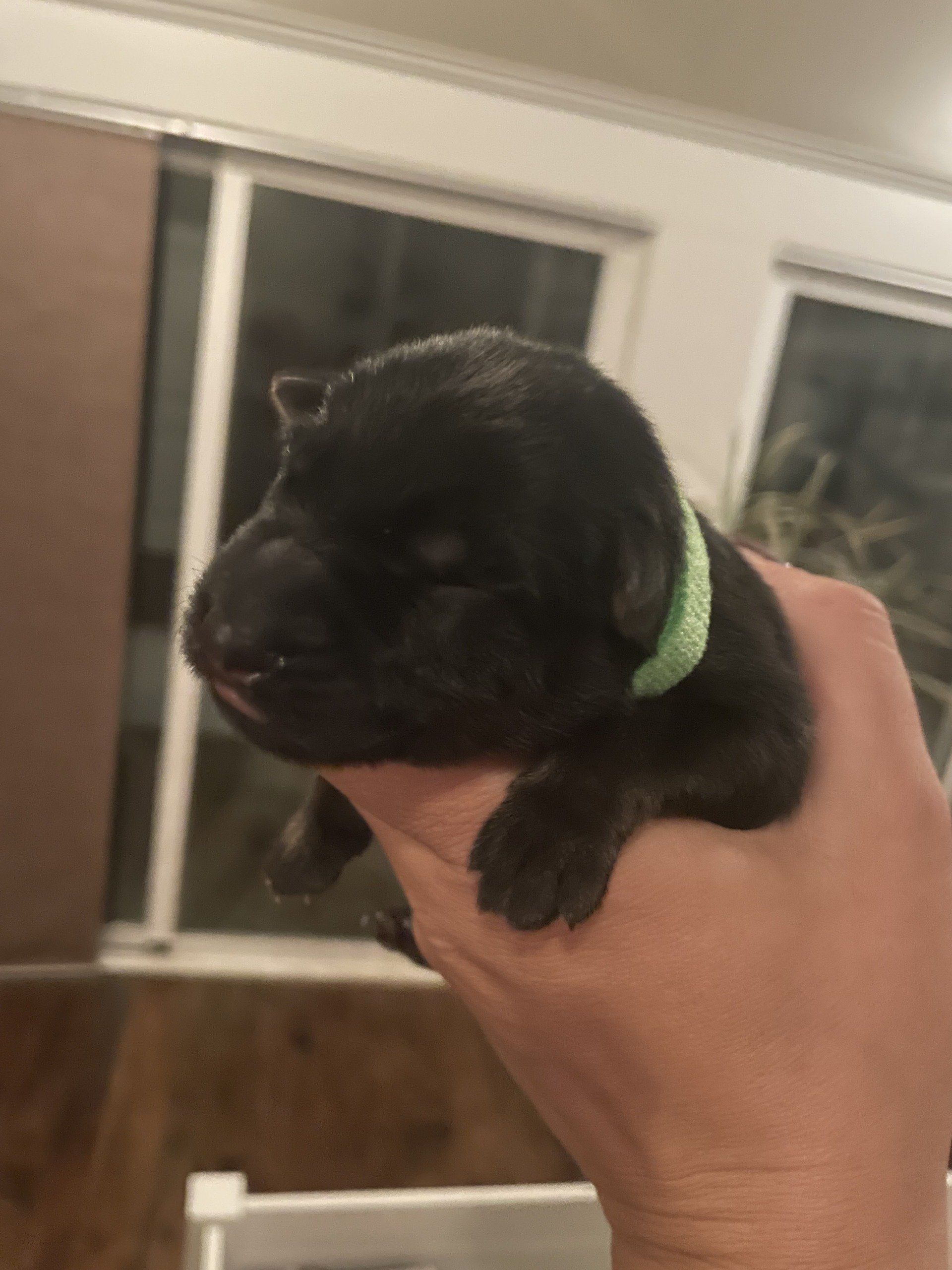 A person is holding a small black puppy with a green collar