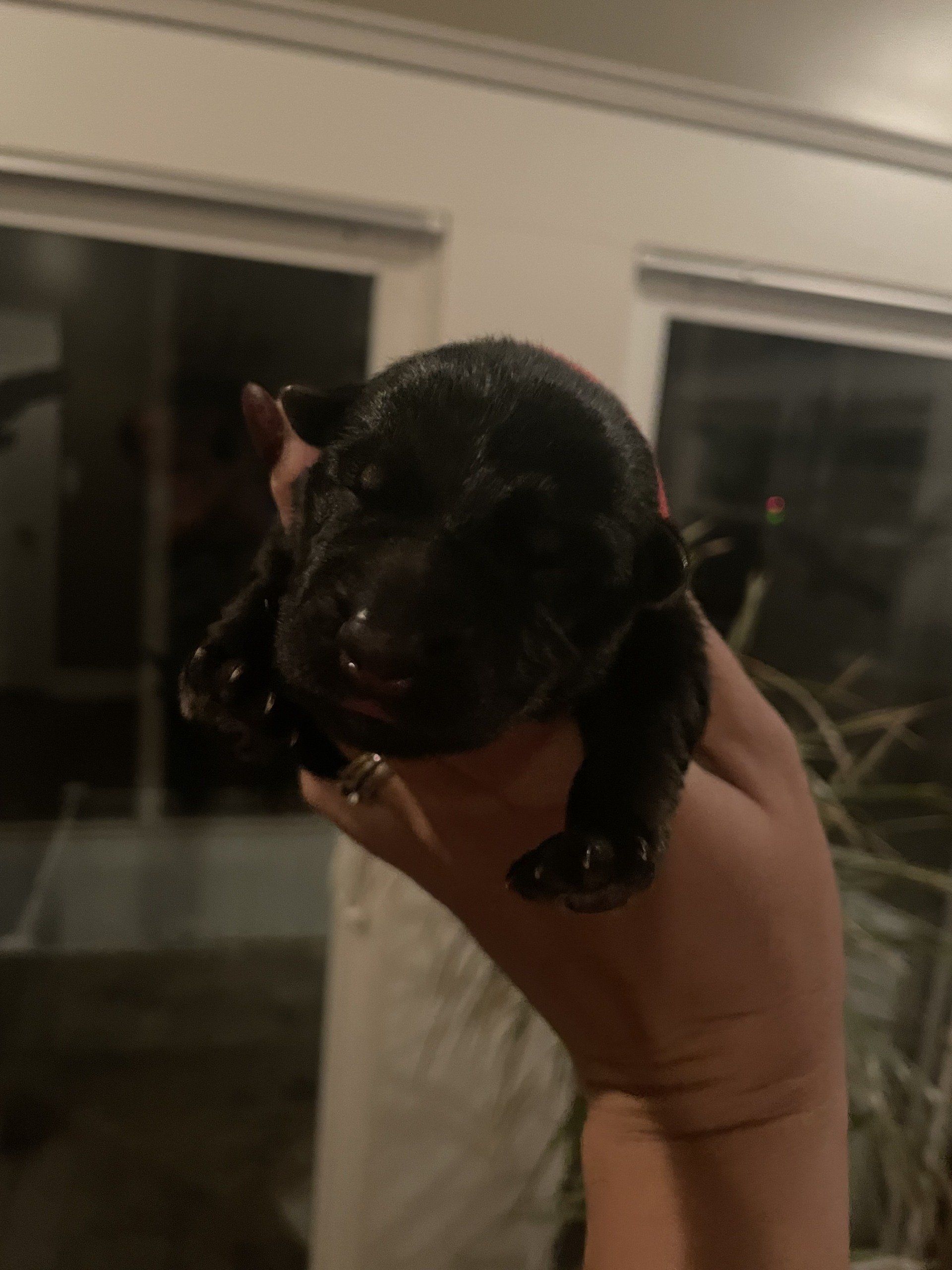 A person is holding a small black puppy in their hand.