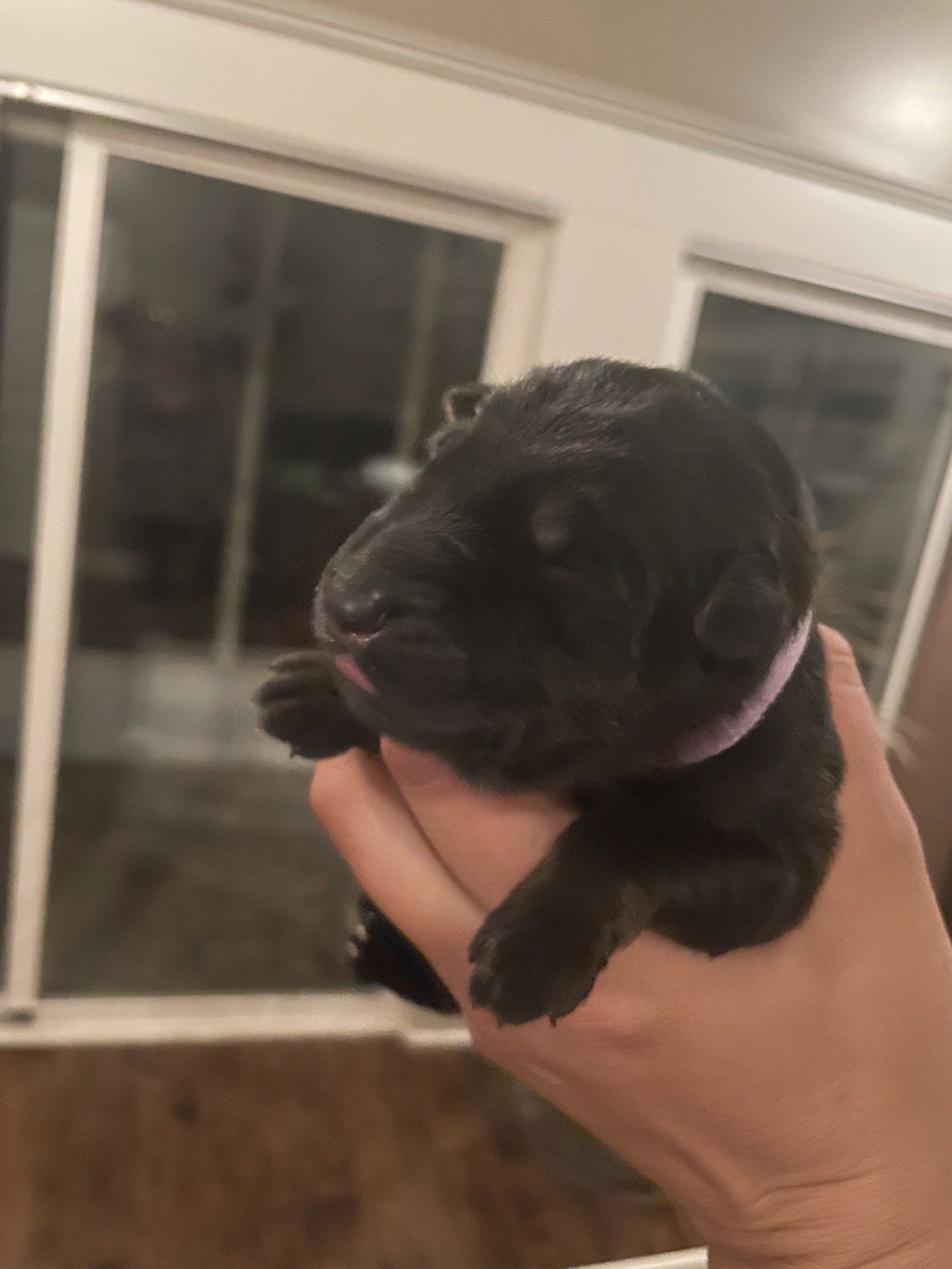 A person is holding a small black puppy in their hand.
