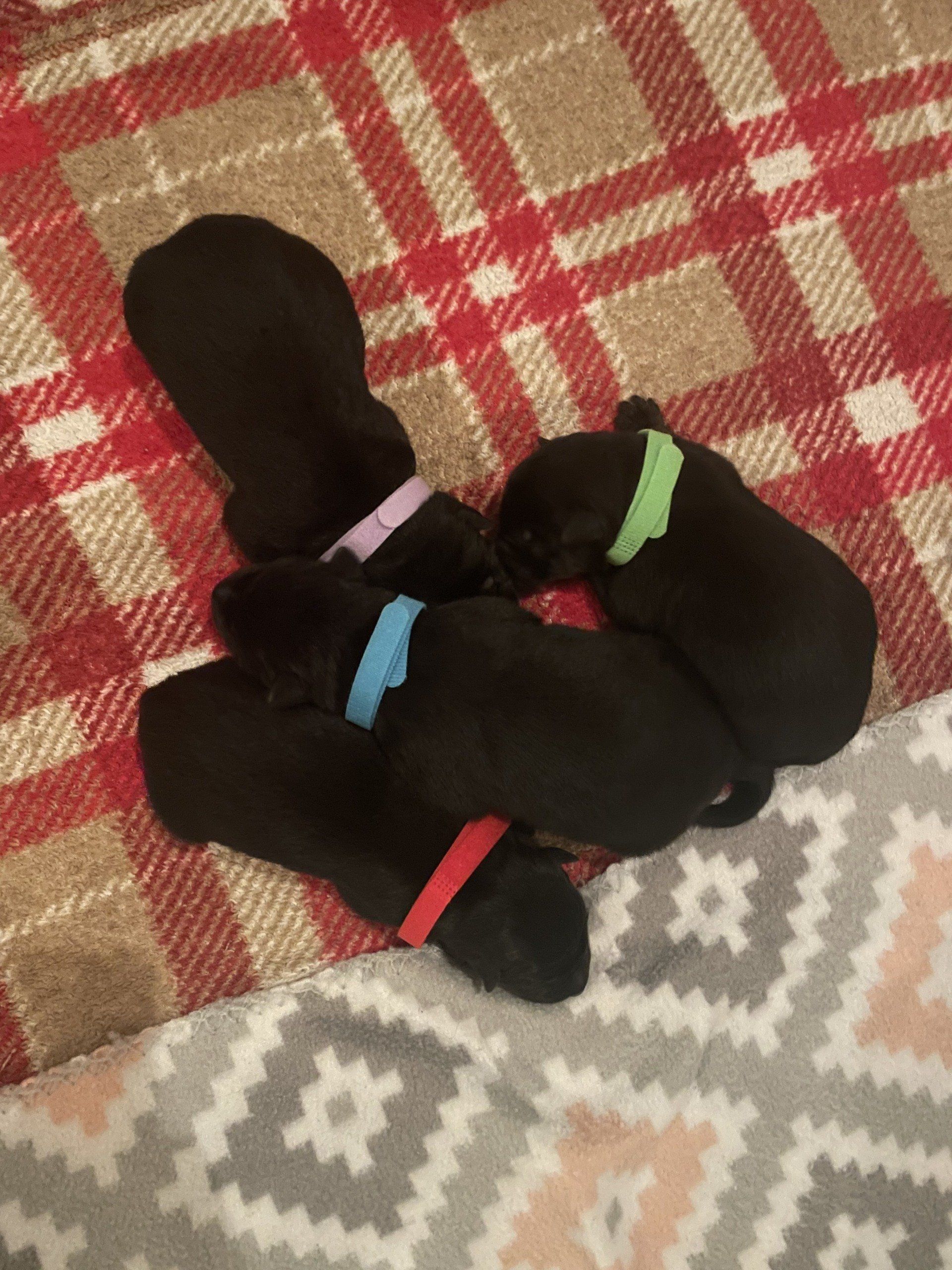 A group of black puppies are laying on a plaid blanket
