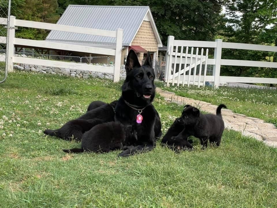 A black german shepherd and her puppies are laying in the grass.
