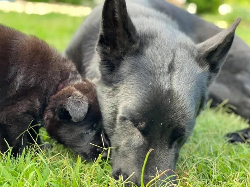 A black dog and a black puppy are laying in the grass.