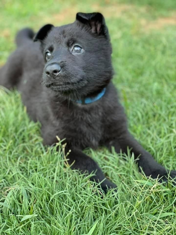 A black puppy with a blue collar is laying in the grass.