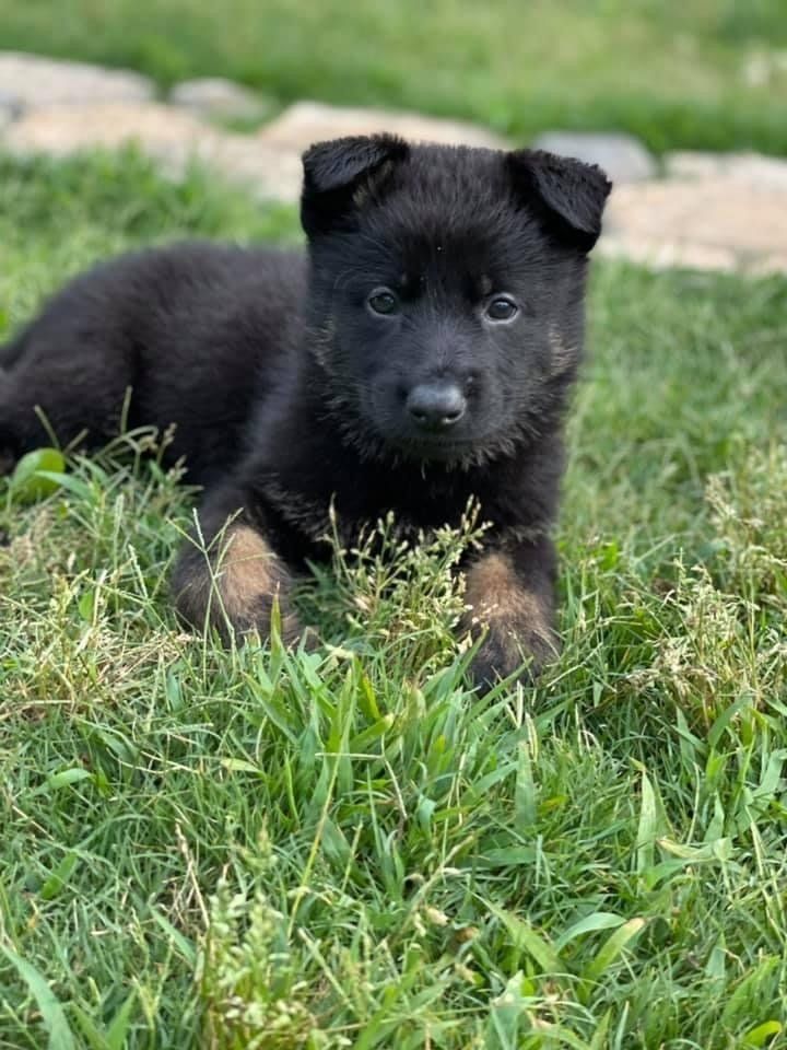 A black german shepherd puppy is laying in the grass.