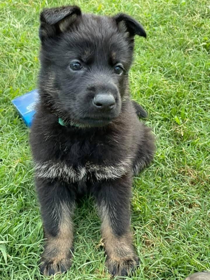 A black and brown german shepherd puppy is sitting in the grass.