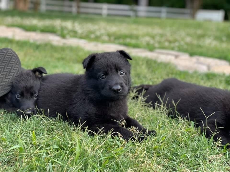 A group of black puppies are laying in the grass.