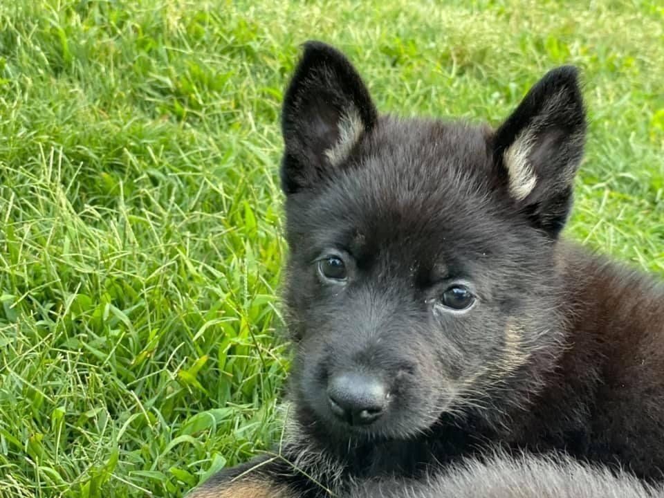 A black puppy is laying in the grass and looking at the camera.