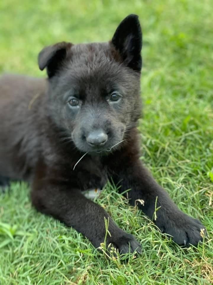 A black puppy is laying in the grass and looking at the camera.