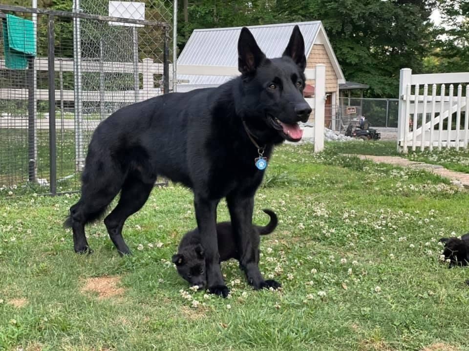 A black german shepherd is standing next to a black puppy in a grassy field.