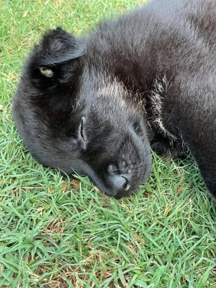 A black dog is sleeping in the grass.