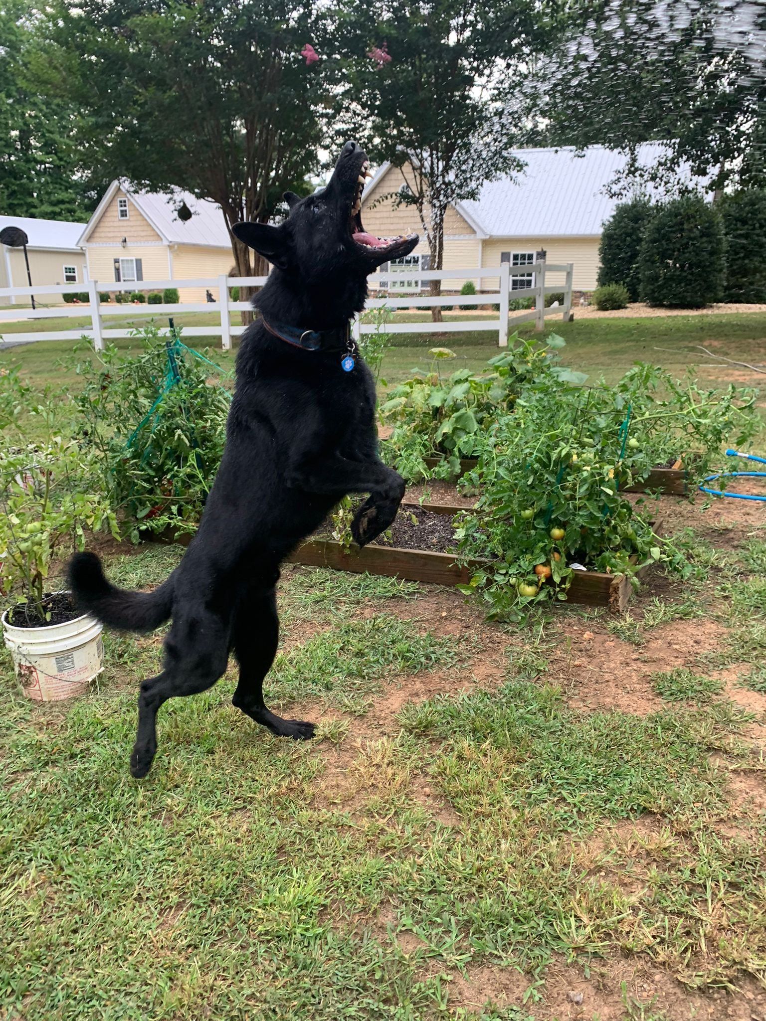 A black dog is standing on its hind legs in a yard.