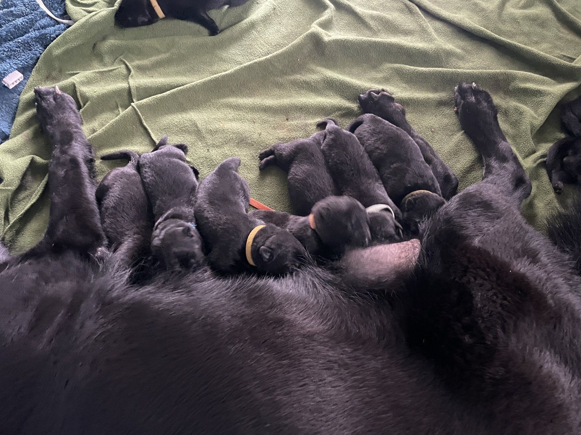 A black dog is nursing her puppies on a bed.