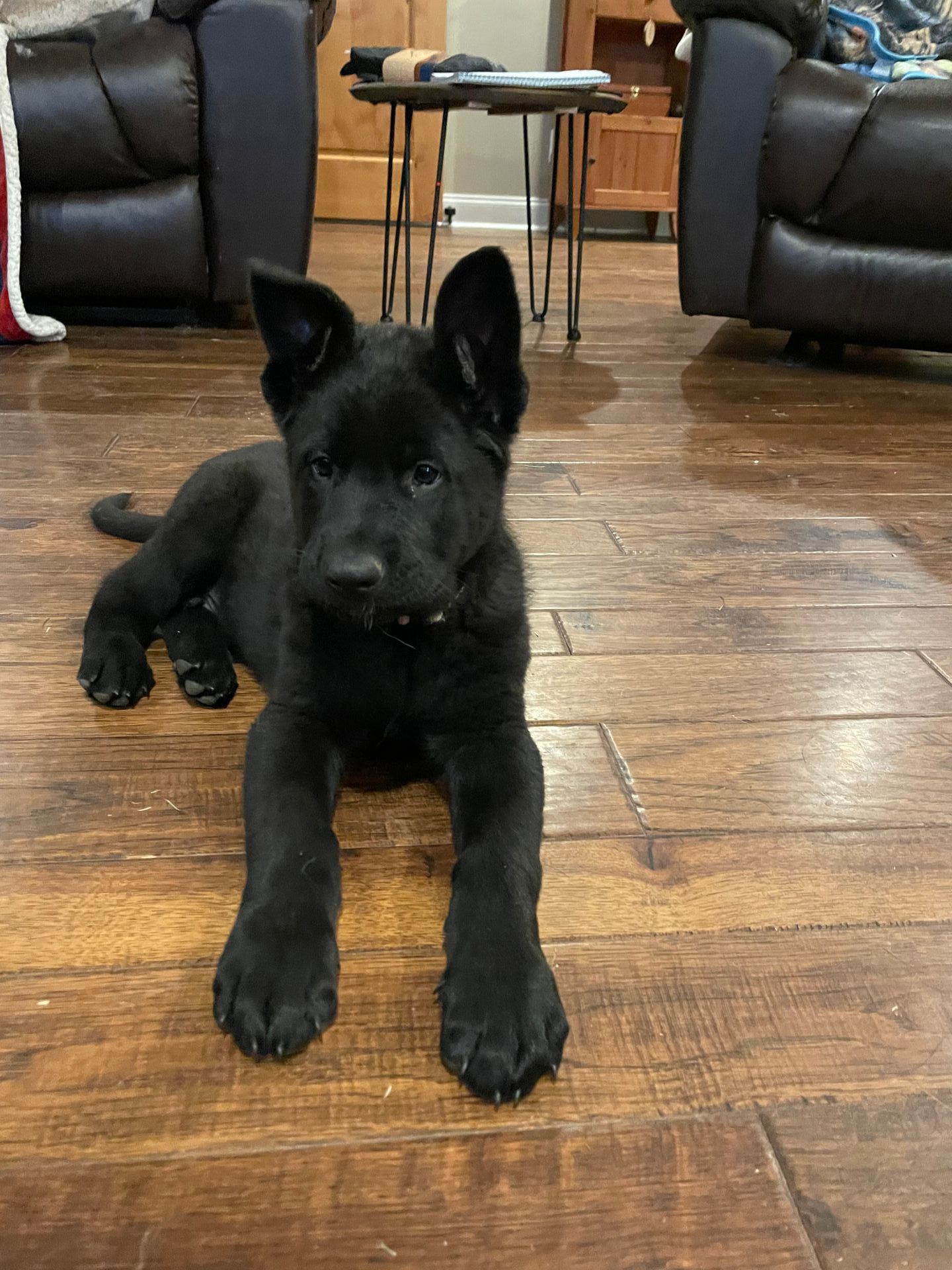 A black german shepherd puppy is laying on a wooden floor in a living room.