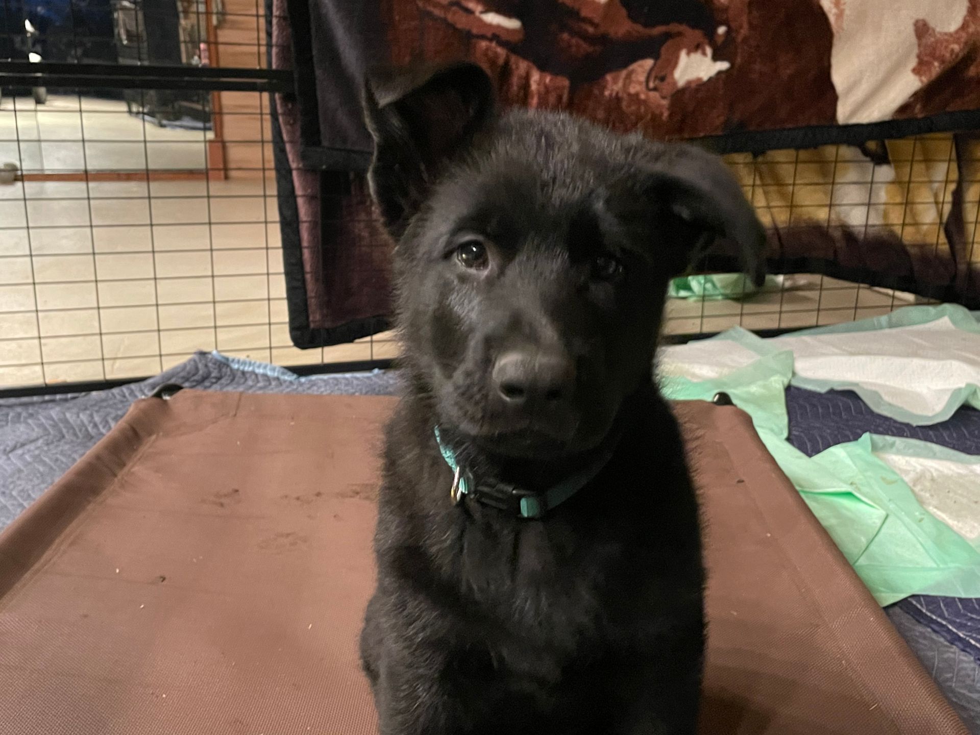 A black puppy is sitting on a brown blanket and looking at the camera.