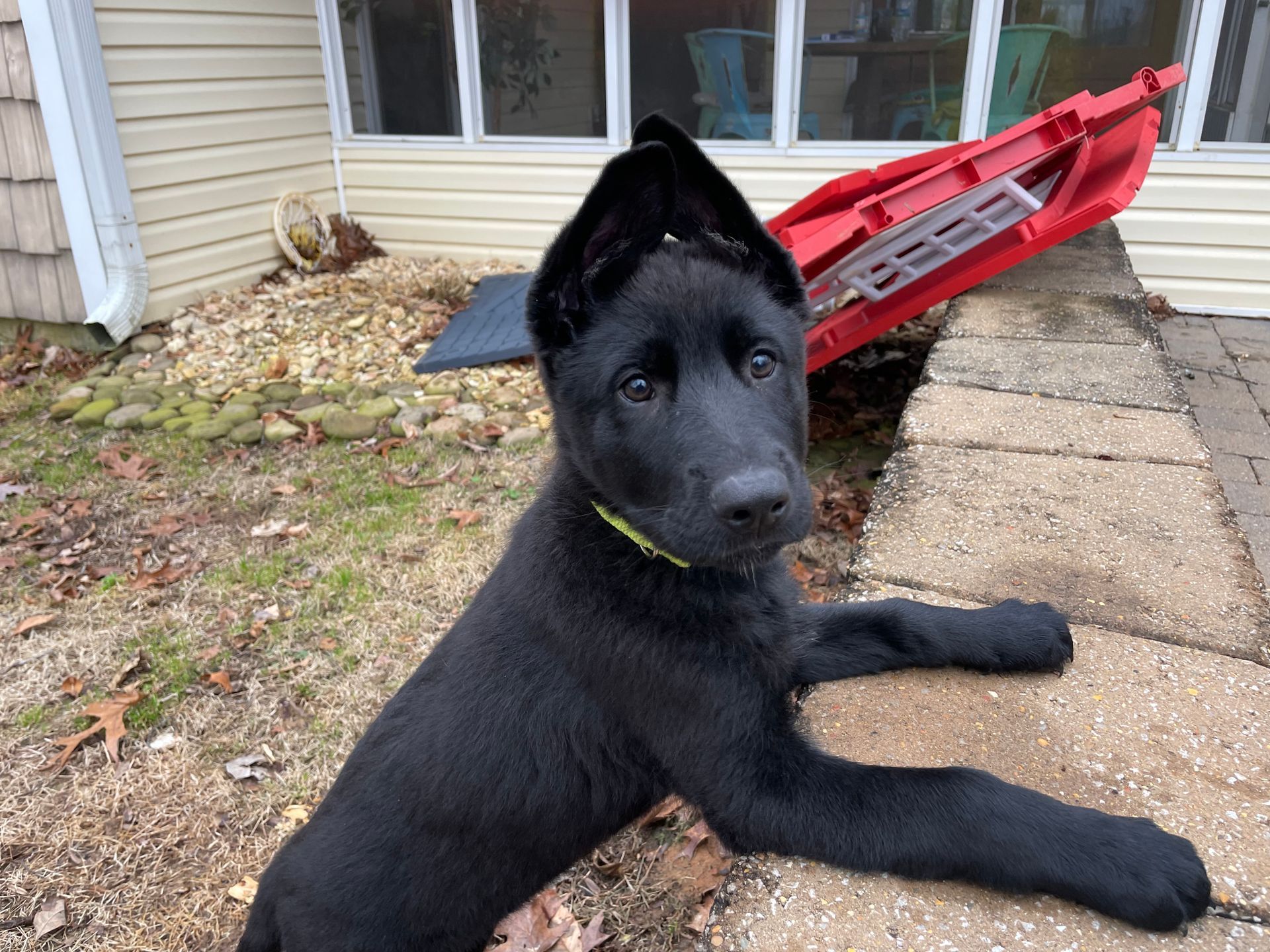 A black puppy is laying on a sidewalk in front of a house