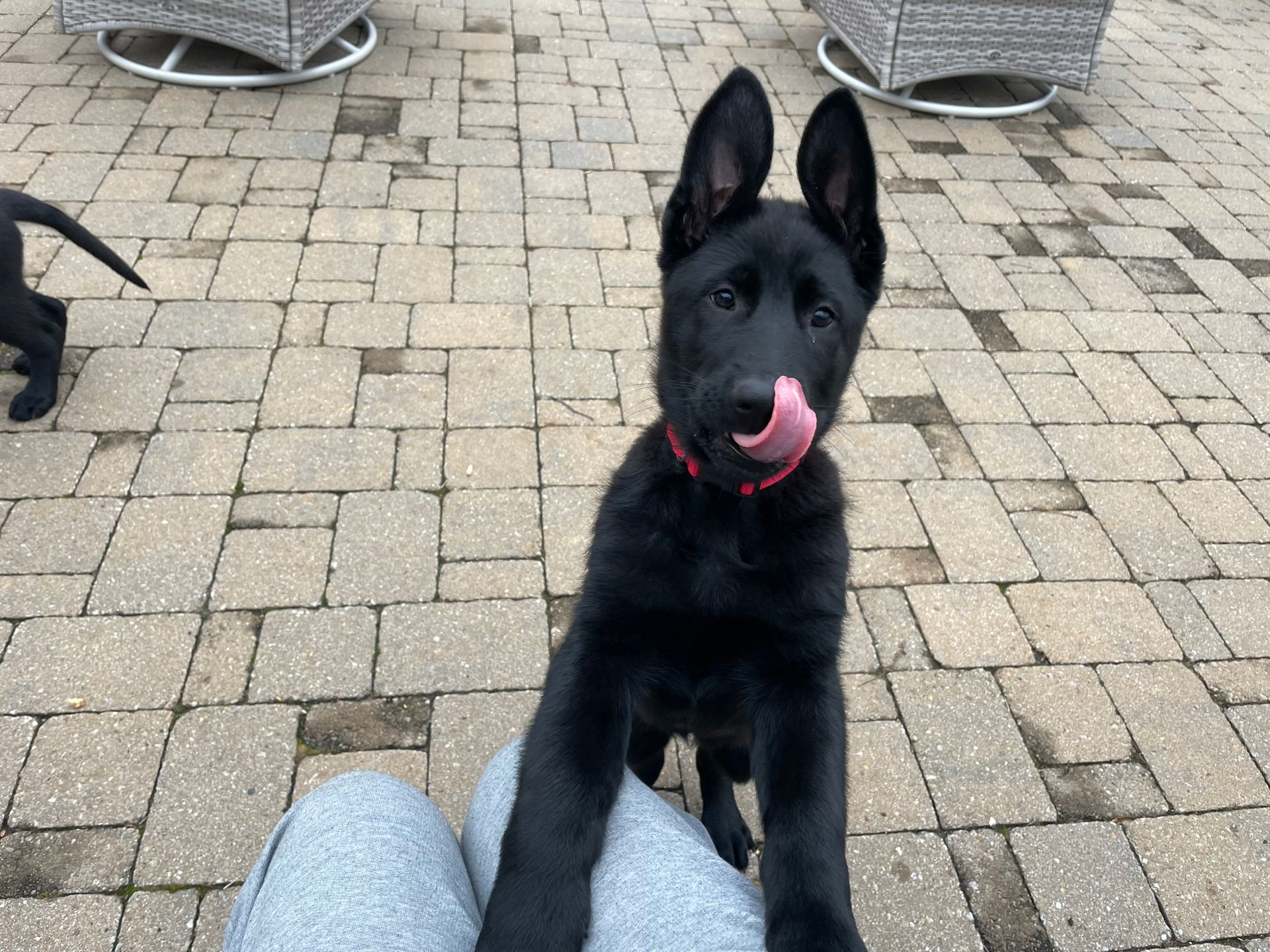 A black puppy is licking its nose while sitting on a person 's lap.