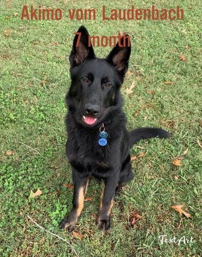 A black german shepherd puppy is sitting in the grass.