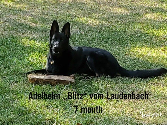A black german shepherd dog is laying in the grass with a stick.