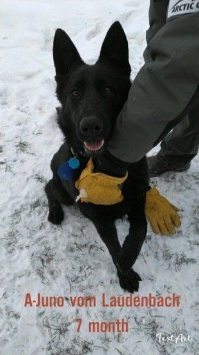A black dog named a-juno vom laudenbach is sitting in the snow