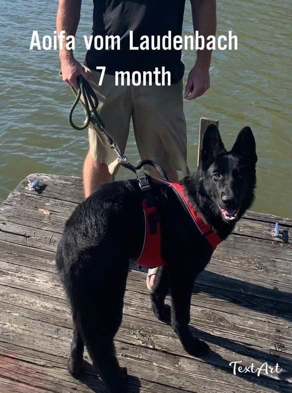 A black dog is standing on a dock next to a man holding a leash.