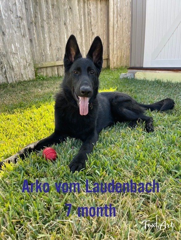 A black german shepherd puppy is laying in the grass with a red ball.