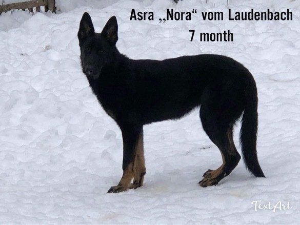 A black dog named asra is standing in the snow