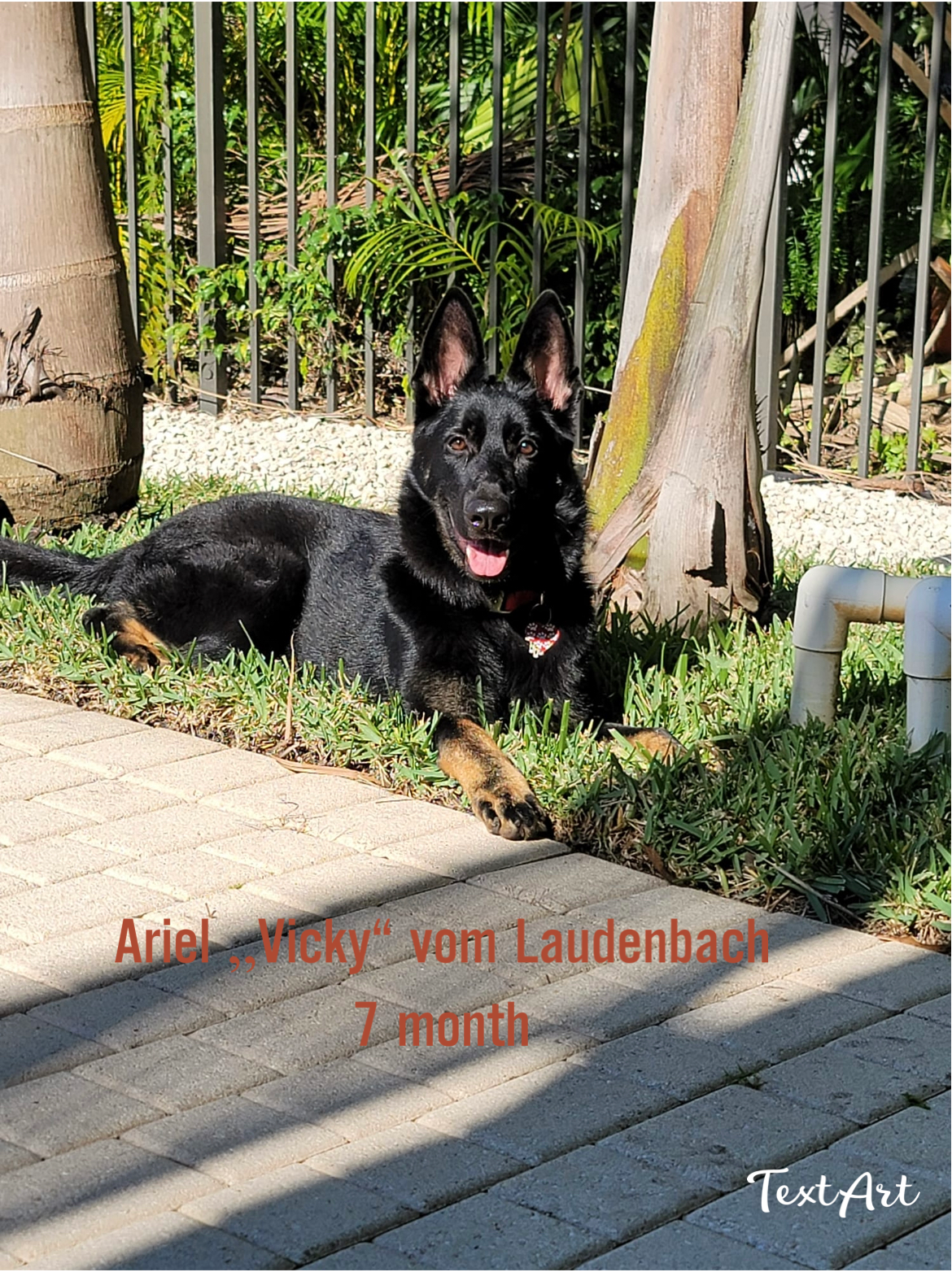 A black german shepherd dog is laying in the grass