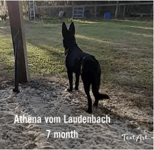A black dog is standing in the sand in a park.