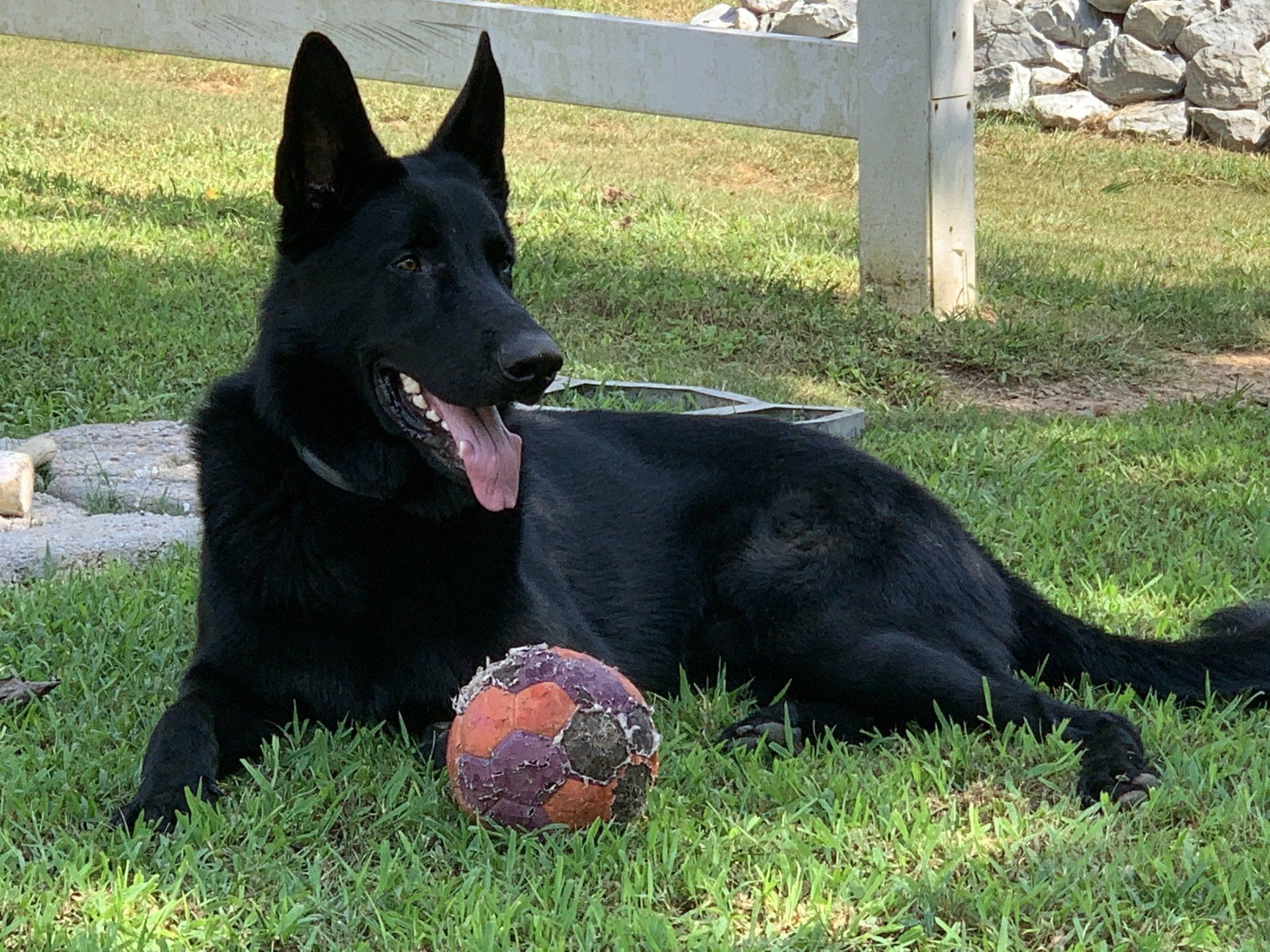 A black dog is laying in the grass with a ball.