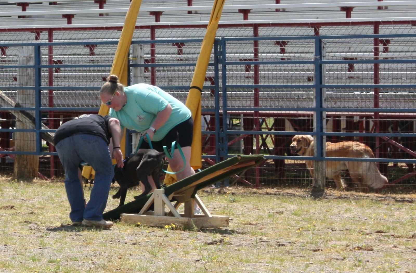 A woman in a green shirt is playing with a dog