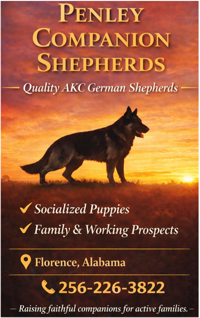 Penley Companion Shepherds ad with German Shepherd silhouette at sunset, Florence, Alabama, and phone number 256-226-3822