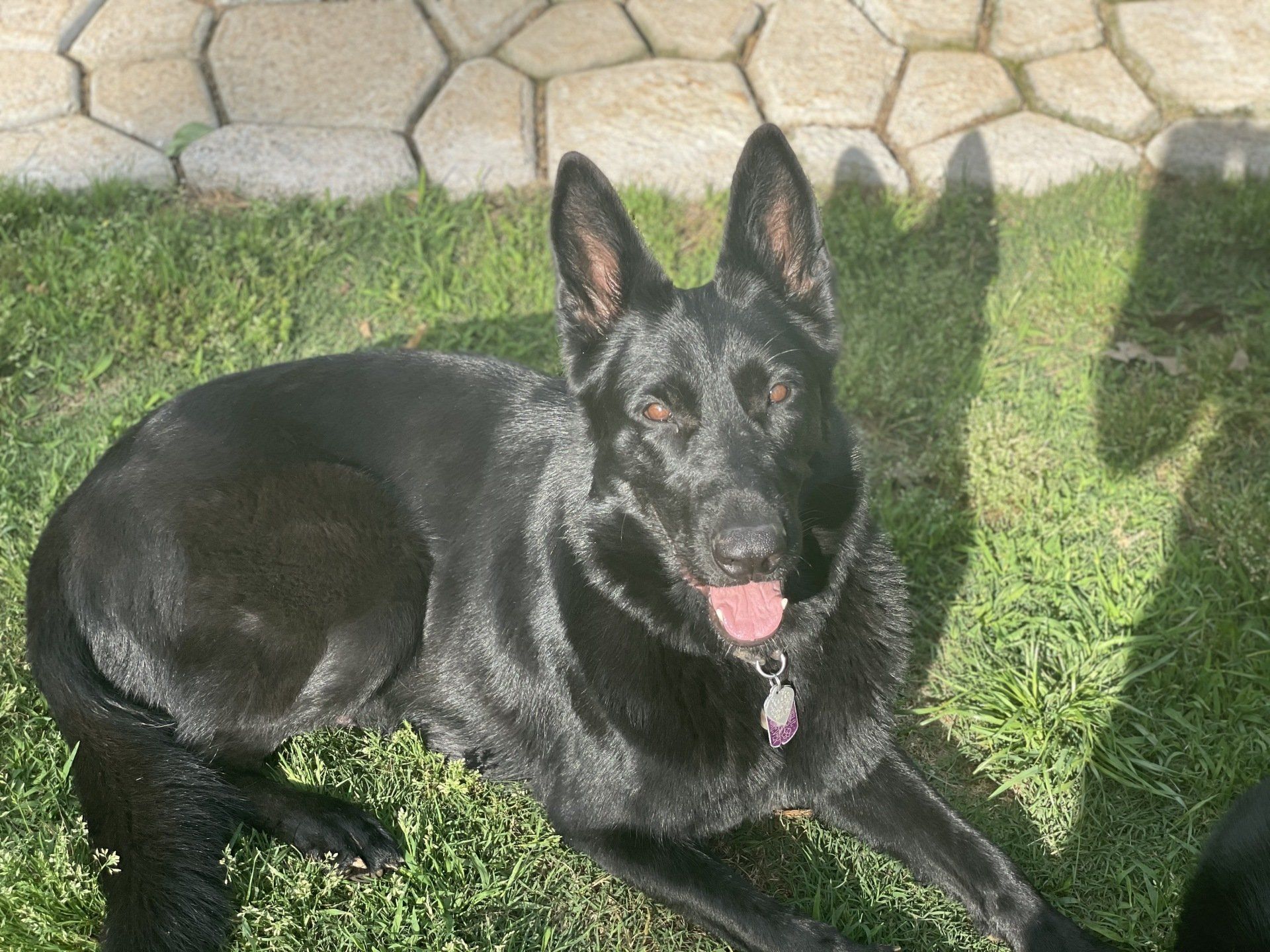 A black german shepherd dog is laying in the grass with its tongue out.
