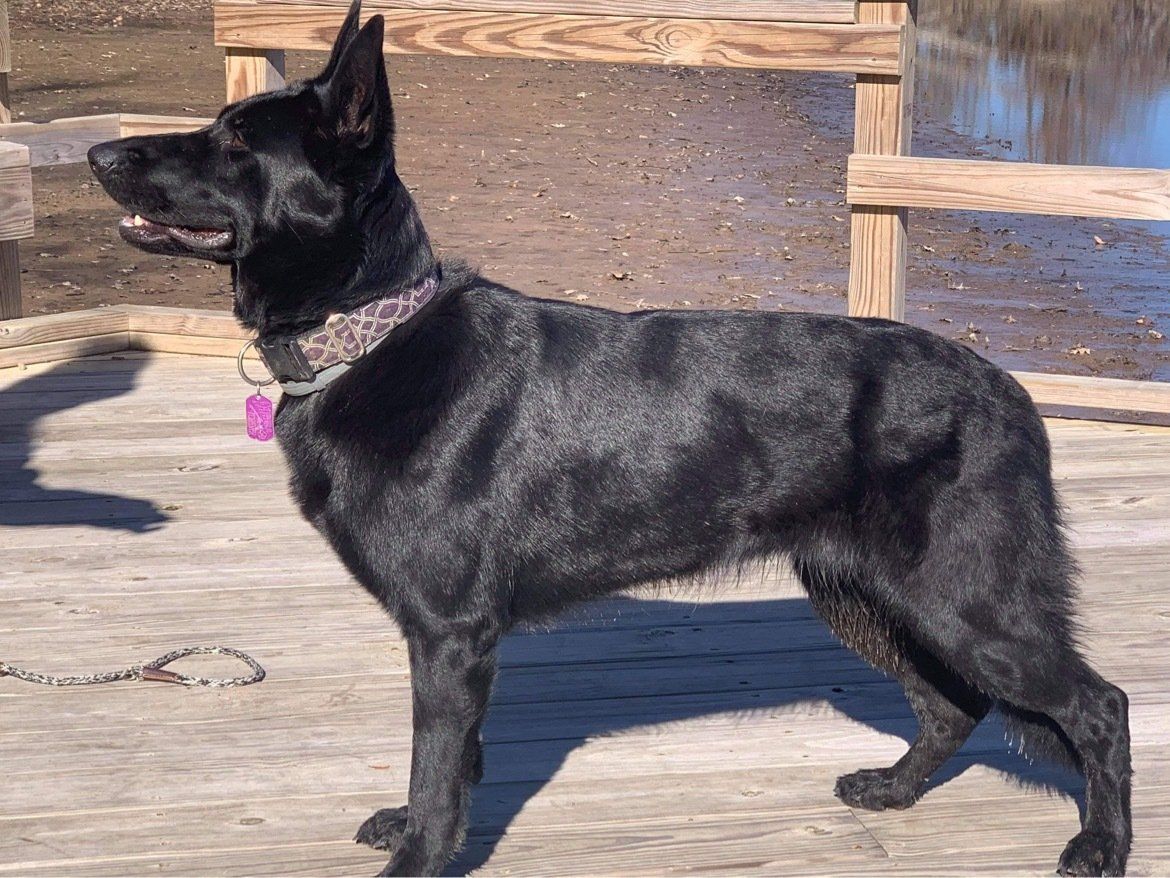 A black dog is standing on a wooden deck near a body of water.