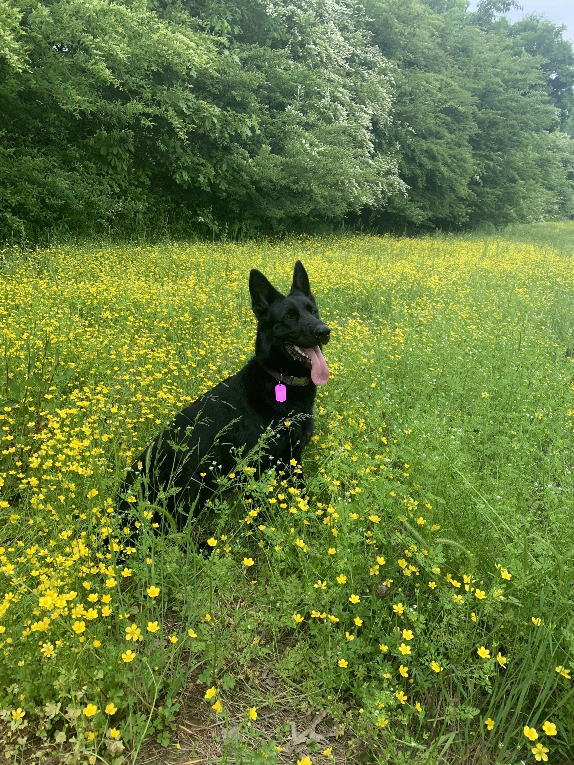A black dog is sitting in a field of yellow flowers.